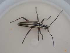 Navomorpha lineata
