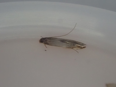 Amphixystis hapsimacha