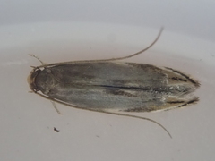 Amphixystis hapsimacha