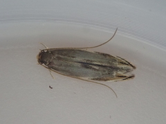 Amphixystis hapsimacha