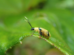 Diabrotica arcuata