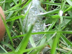 Eleutherodactylus planirostris