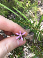 Philotheca salsolifolia