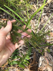 Philotheca salsolifolia