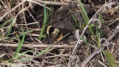 Bombus sichelii