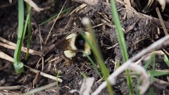 Bombus sichelii