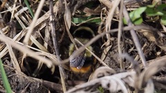 Bombus sichelii
