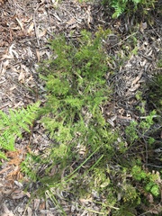 Philotheca salsolifolia