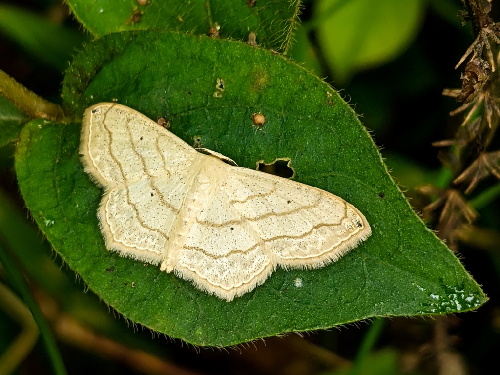 Scopula