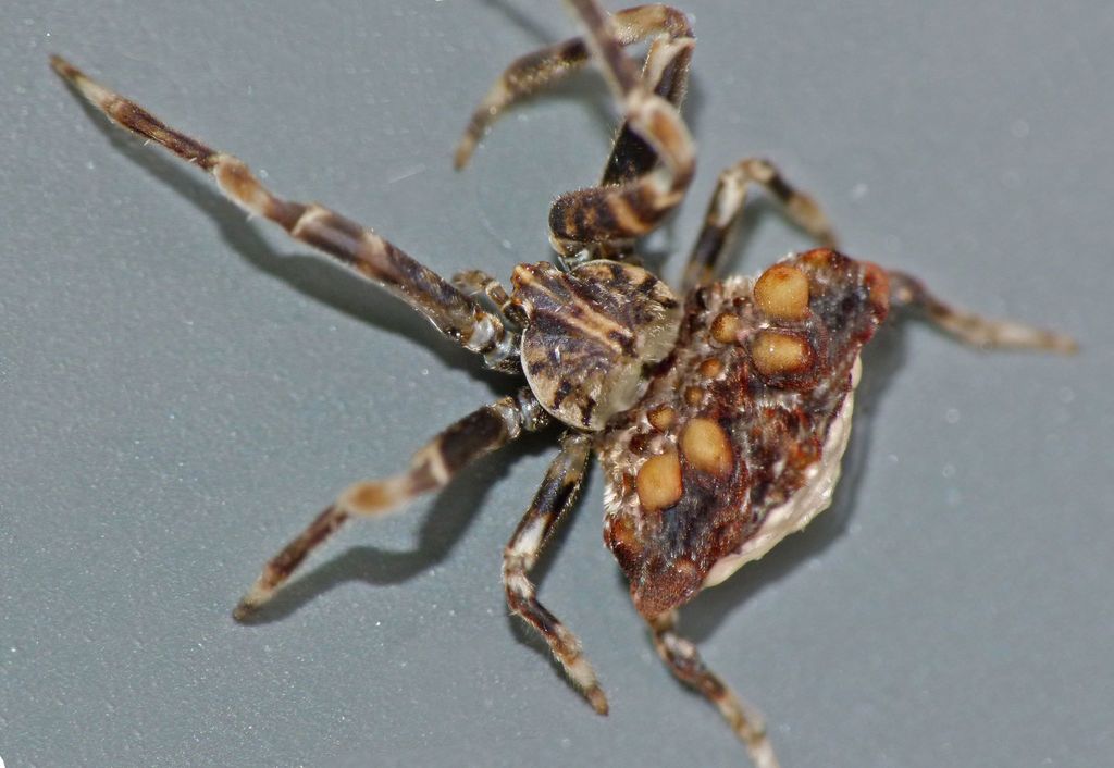 Celaenia tuberosa