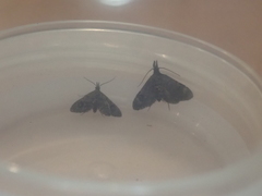 Isonomeutis amauropa
