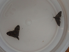 Isonomeutis amauropa