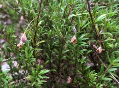 Pultenaea pedunculata
