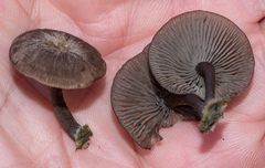 Hydropus marginellus