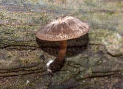 Hydropus marginellus