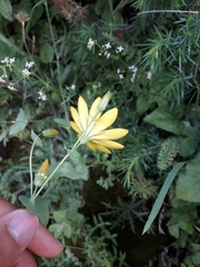 Blackstonia grandiflora