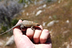 Uta stansburiana stansburiana