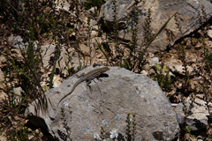 Uta stansburiana stansburiana