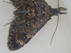 Isonomeutis amauropa