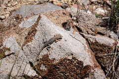 Uta stansburiana stansburiana