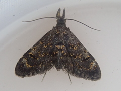 Isonomeutis amauropa