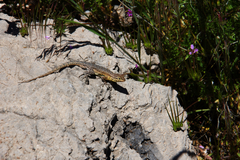 Uta stansburiana stansburiana