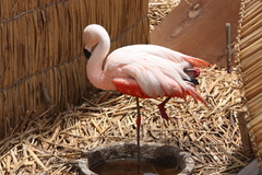 Phoenicopteriformes