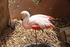 Phoenicopteriformes