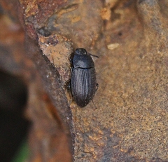 Blapstinus fortis