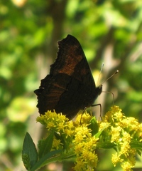 Aglais milberti milberti