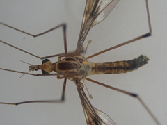 Leptotarsus huttoni