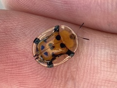 Aspidimorpha westwoodi