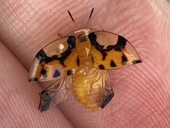 Aspidimorpha westwoodi