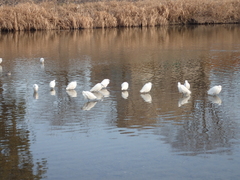 Egretta garzetta