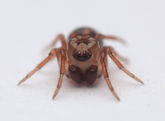 Phycosoma oecobioides