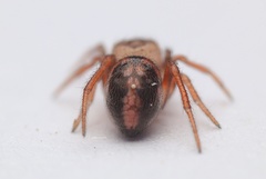 Phycosoma oecobioides