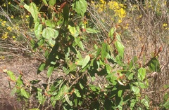 Lasiopetalum macrophyllum