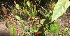 Lasiopetalum macrophyllum