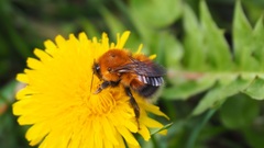 Bombus hypnorum