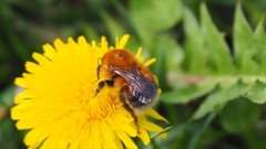 Bombus hypnorum
