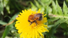 Bombus hypnorum