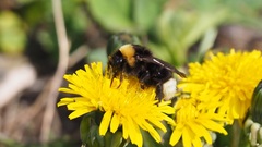 Bombus bohemicus