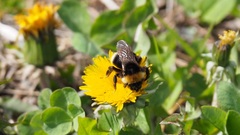 Bombus bohemicus