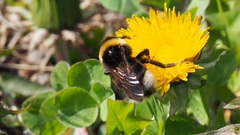Bombus bohemicus