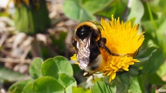Bombus bohemicus