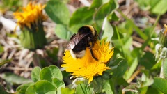 Bombus bohemicus