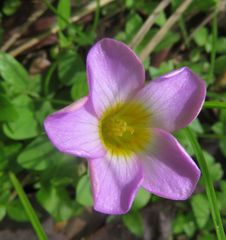 Oxalis obliquifolia image