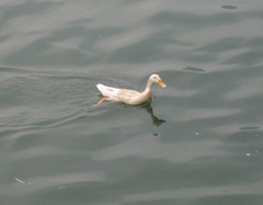 Anas platyrhynchos domesticus