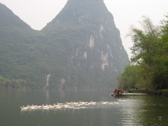 Anas platyrhynchos domesticus