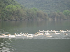 Anas platyrhynchos domesticus